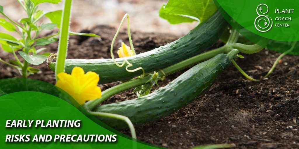 Early Planting Risks and Precautions