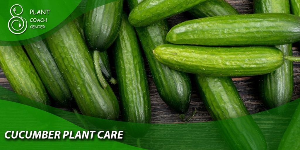 Cucumber Plant Care