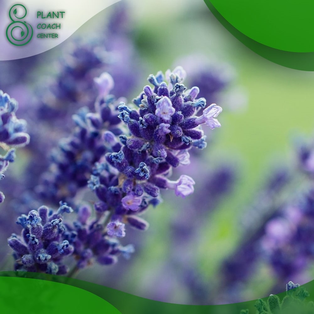 When Can You Plant Lavender