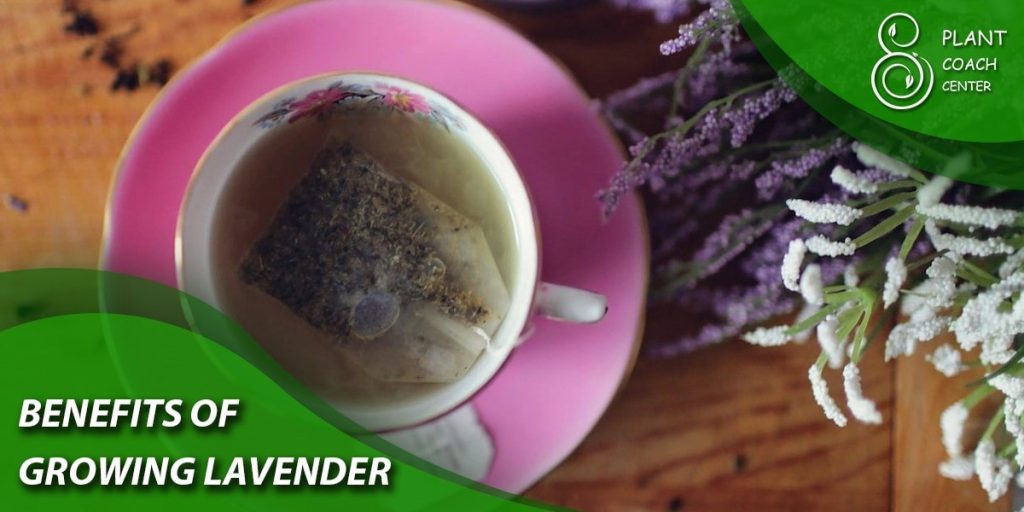 Benefits of Growing Lavender