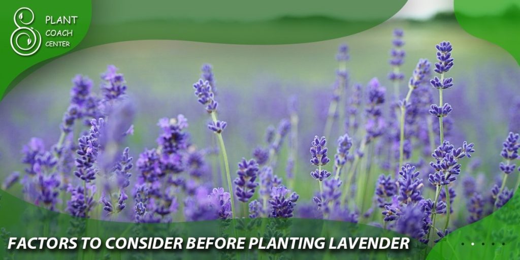 Factors to Consider Before Planting Lavender
