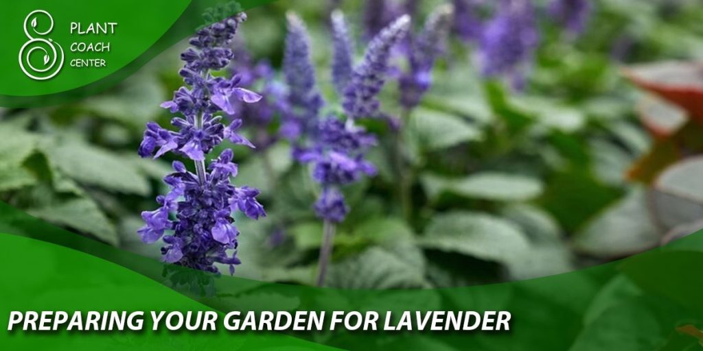 Preparing Your Garden for Lavender