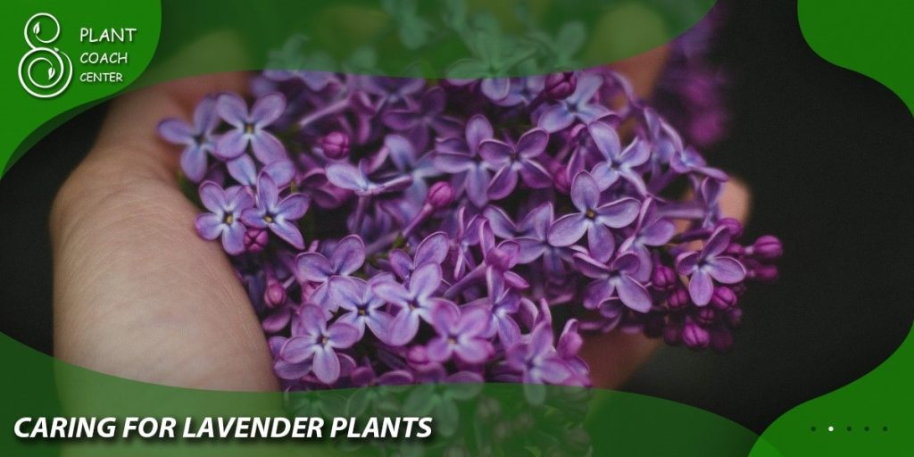 Caring for Lavender Plants