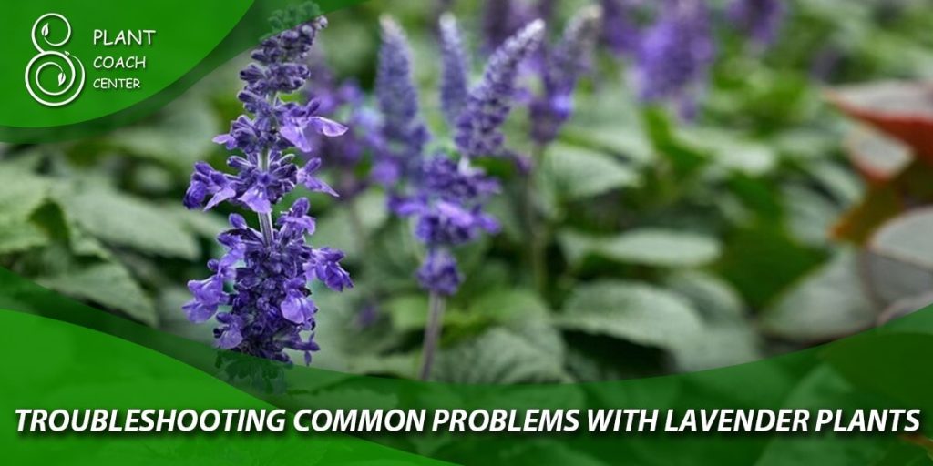 Troubleshooting Common Problems with Lavender Plants