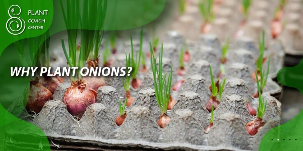 Why Plant Onions?