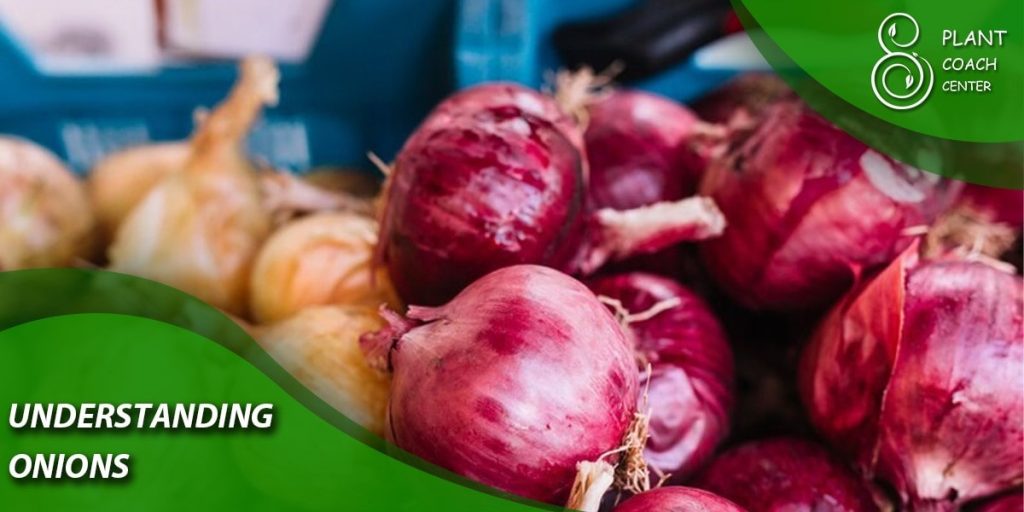 Understanding Onions