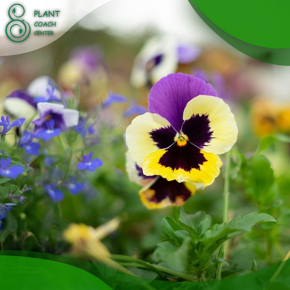 When Can You Plant Pansies