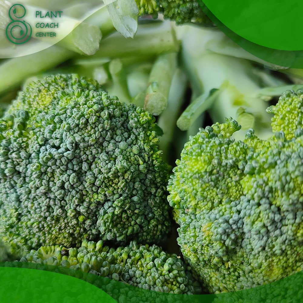 When Do You Harvest Broccoli?