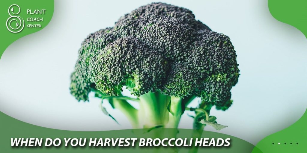when do you harvest broccoli heads