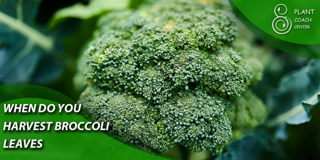 when do you harvest broccoli leaves