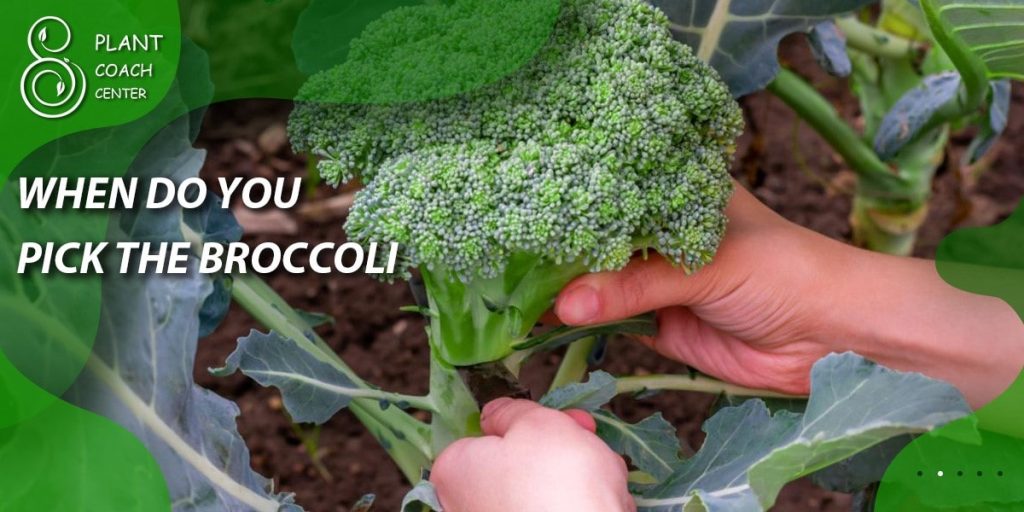 when do you pick the broccoli
