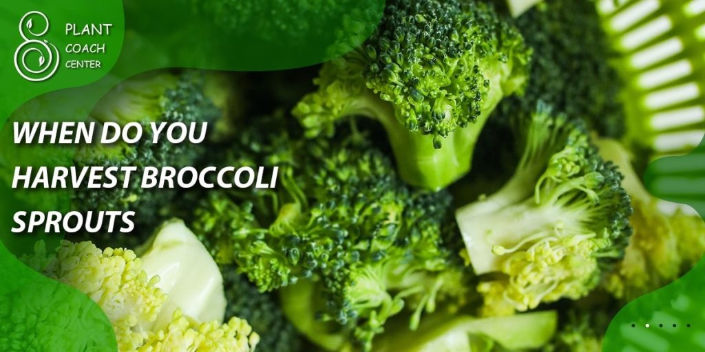 when do you pick the broccoli
