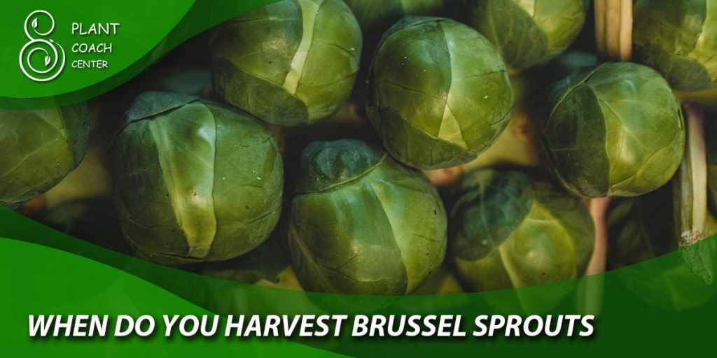 when do you harvest Brussel sprouts
