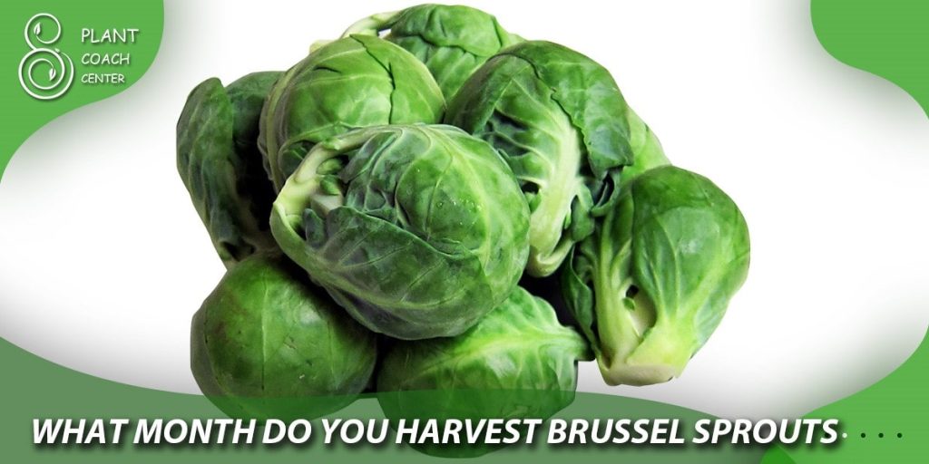 What month do you harvest Brussel sprouts