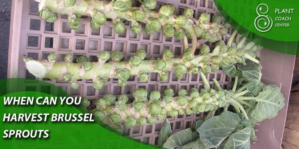 When can you harvest Brussel sprouts