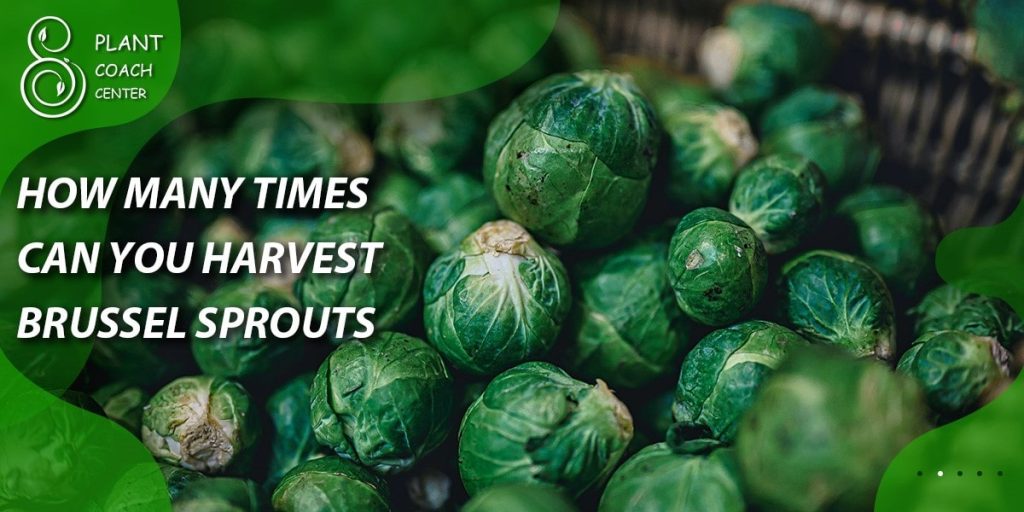 How many times can you harvest Brussel sprouts