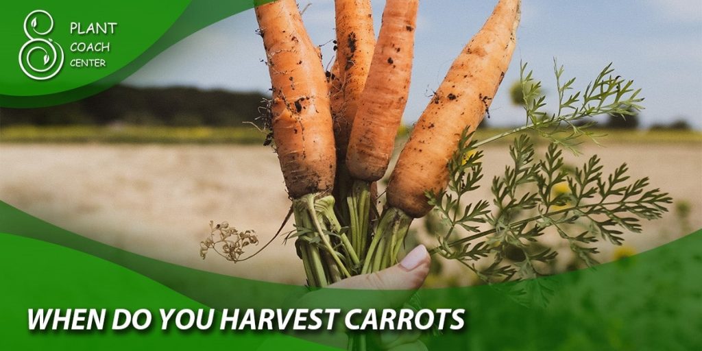when do you harvest carrots