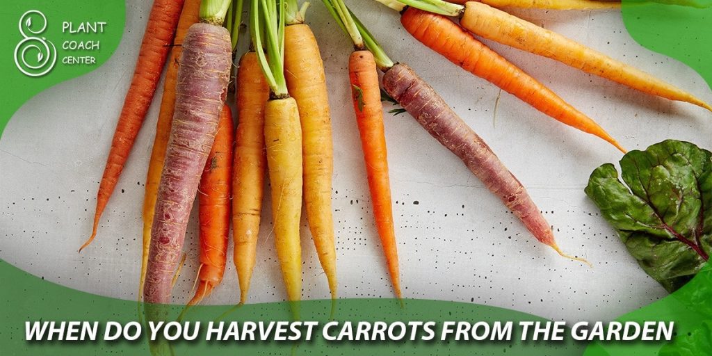 when do you harvest carrots from the garden