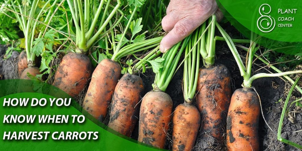 how do you know when to harvest carrots