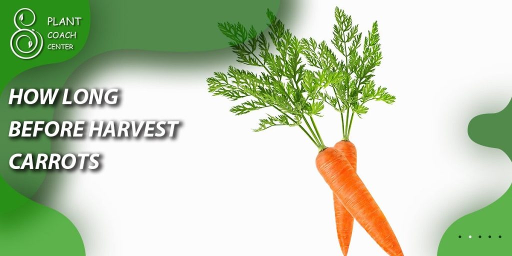 how long beffor harvest carrots