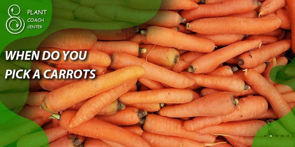 when do you pick a carrots