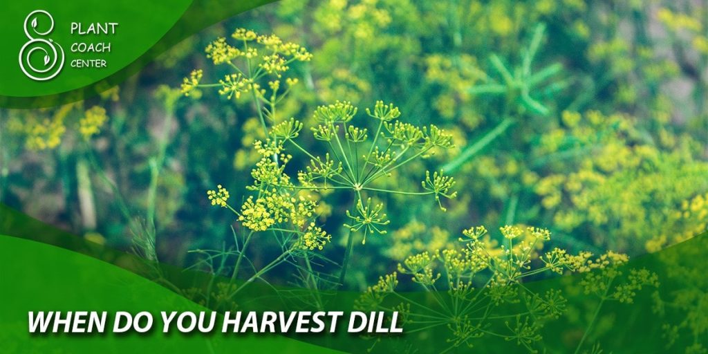 when do you harvest dill