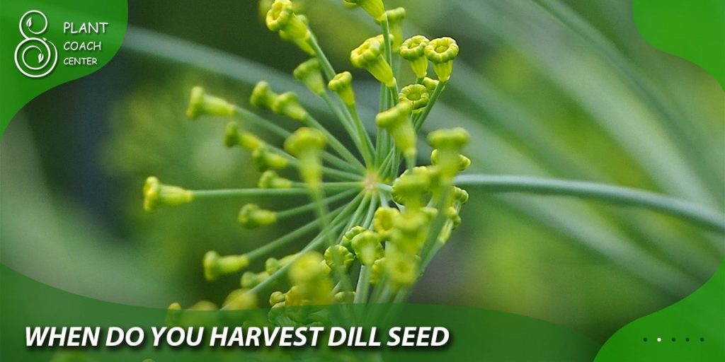 when do you harvest dill seed