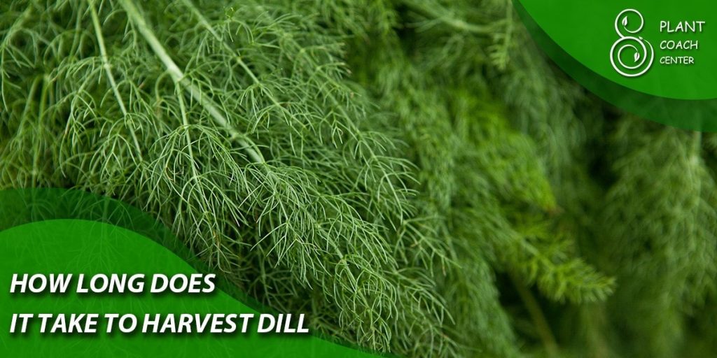 how long does it take to harvest dill
