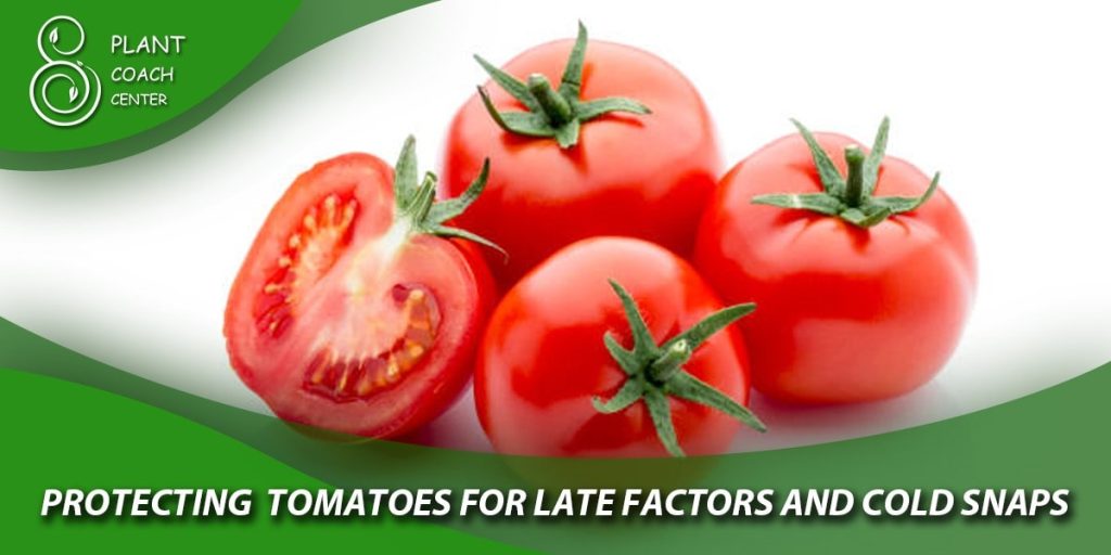 Protecting Tomatoes from Late Frosts and Cold Snaps