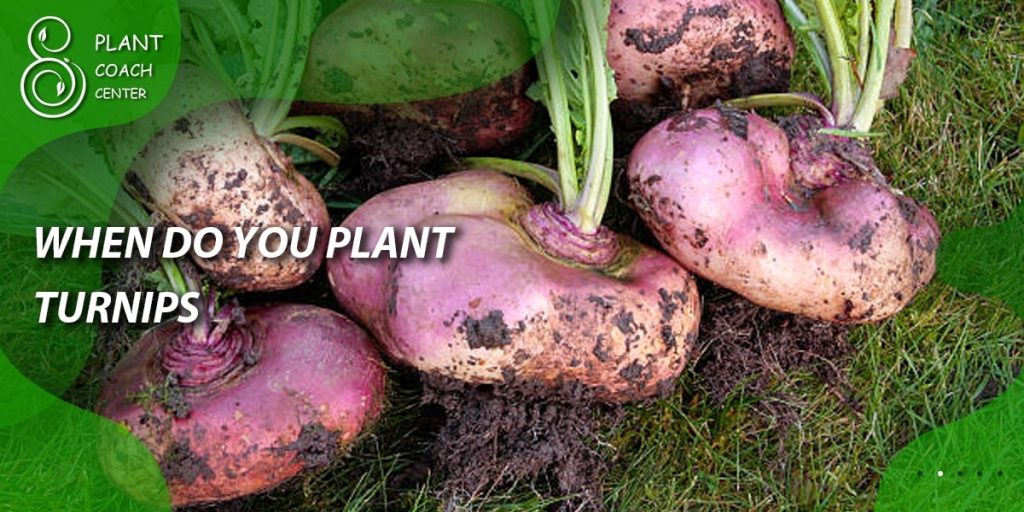 When Do You Plant Turnips