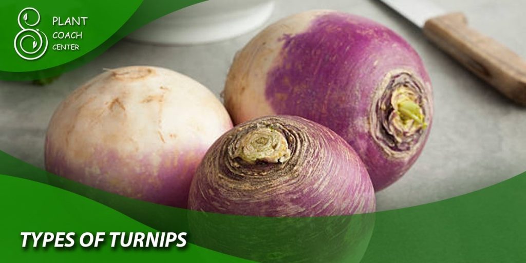 type of turnips
