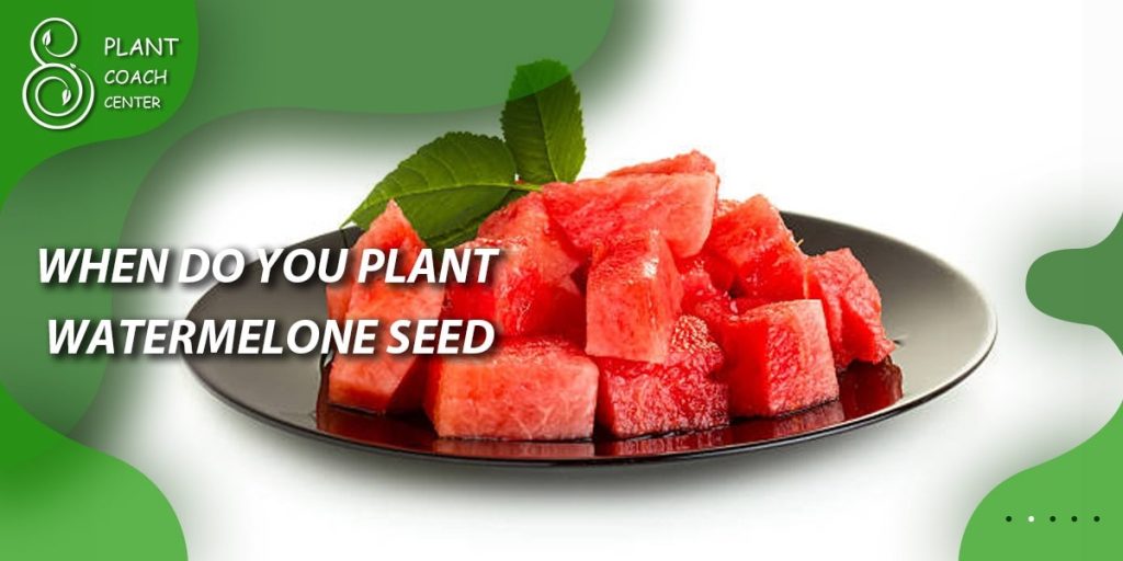 When Do You Plant Watermelon Seeds?