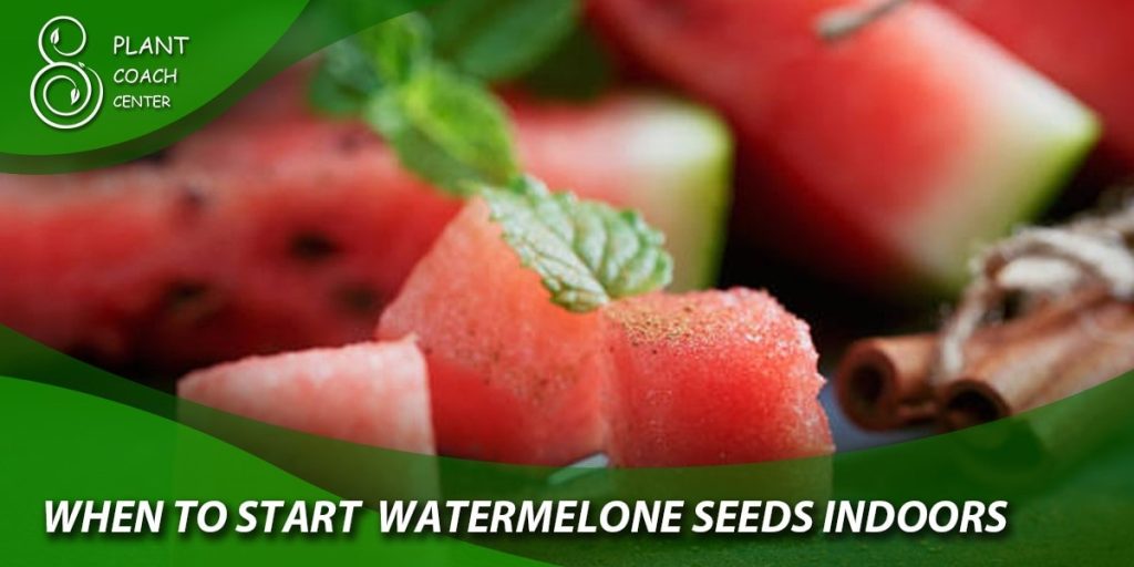 When to Start Watermelon Seeds Indoors