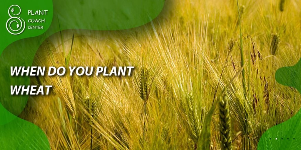 When Do You Plant Wheat
