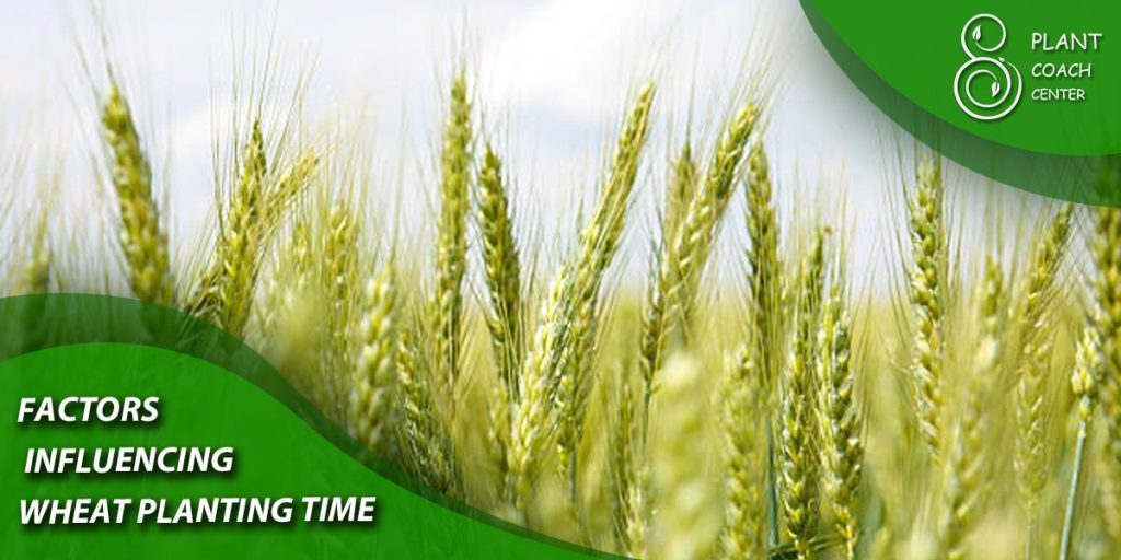 Factors Influencing Wheat Planting Time: