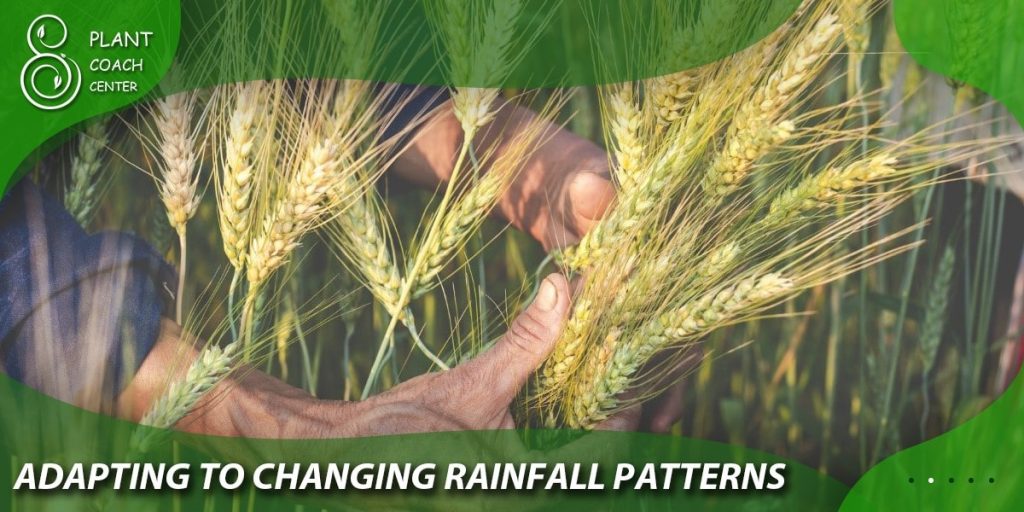 Adapting to Changing Rainfall Patterns:
