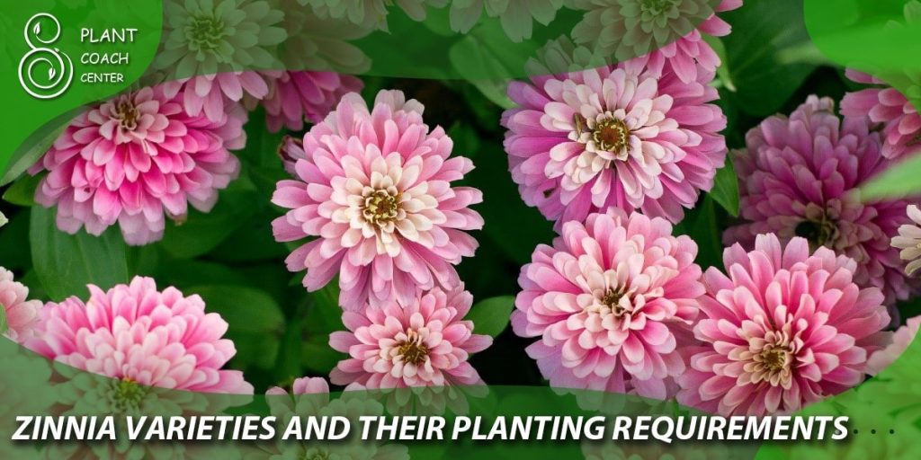 Zinnia Varieties and Their Planting Requirements