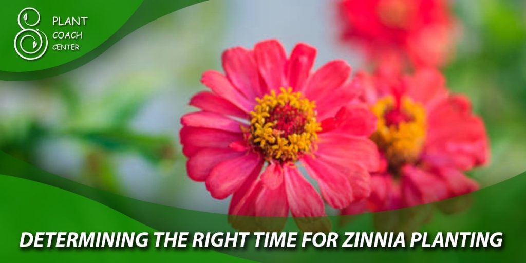 DETERMINING THE RIGHT TIME FOR ZININIA planting