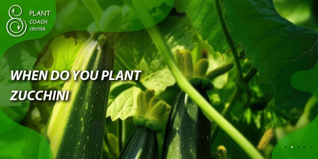 When Do You Plant Zucchini