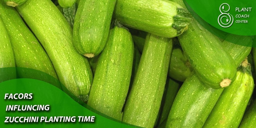 Factors Influencing Zucchini Planting Time
