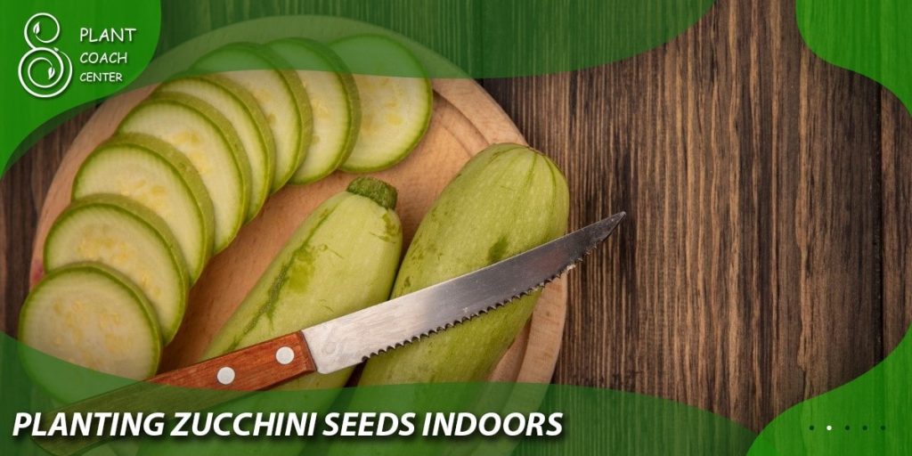 Planting Zucchini Seeds Indoors