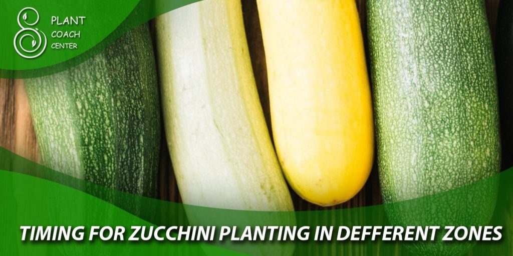 Timing for Zucchini Planting in Different Zones: