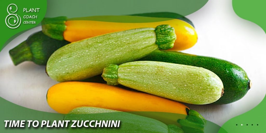 time to plant zucchnini