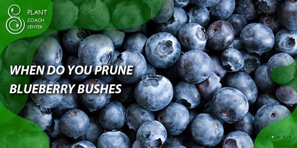 When Do You Prune Blueberry Bushes