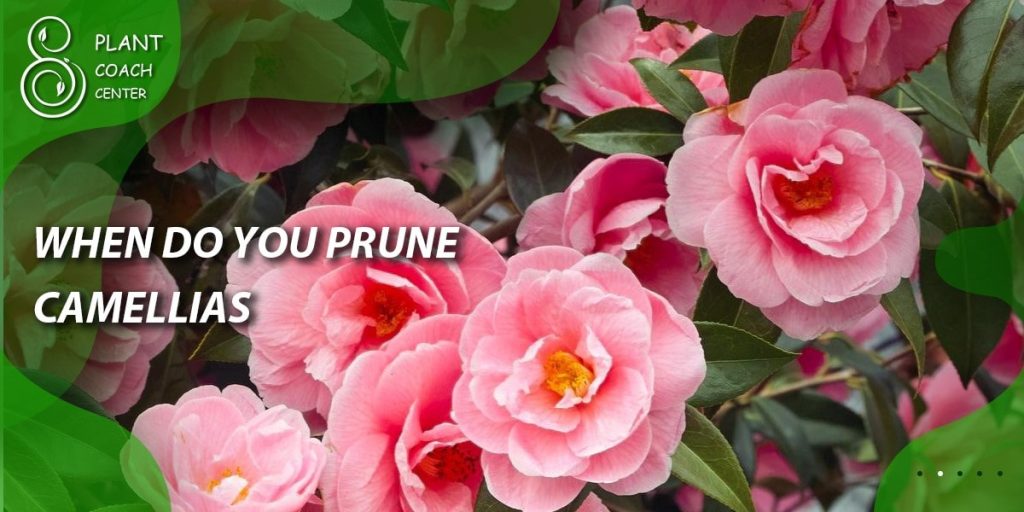 When Do You Prune Camellias