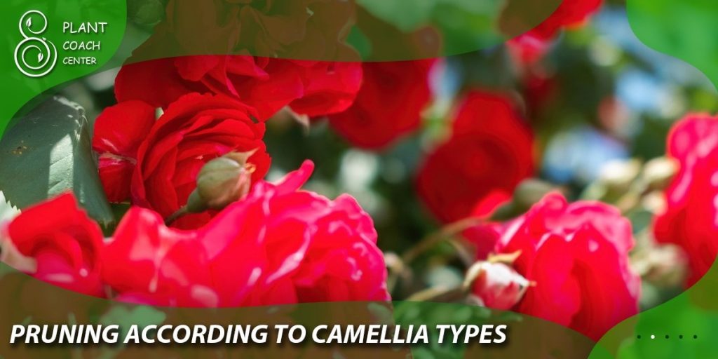 Pruning According to Camellia Types