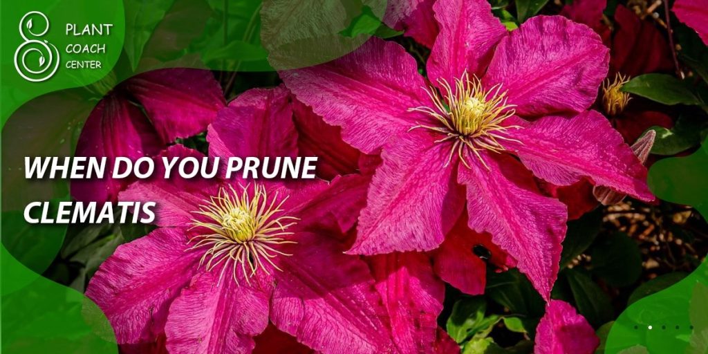 When Do You Prune Clematis