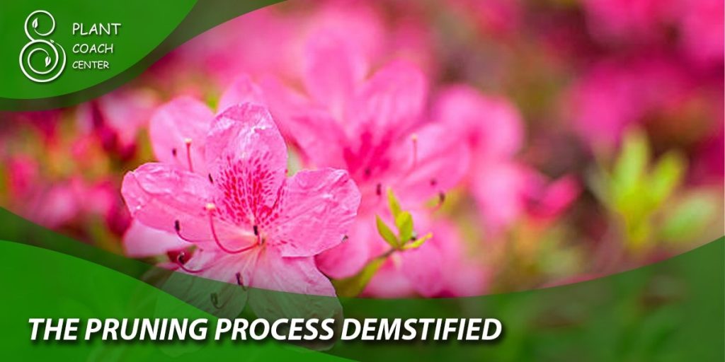 The Pruning Process Demystified