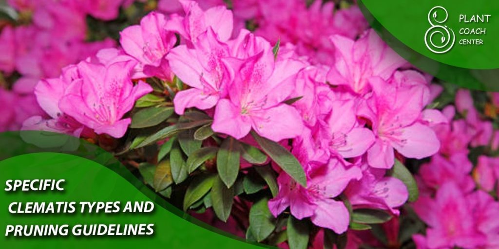 Specific Clematis Types and Pruning Guidelines