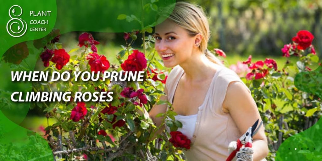 When Do You Prune Climbing Roses